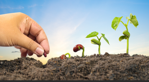 photo of a hand planting bean seeds in rows