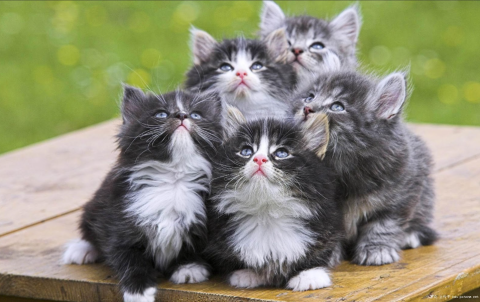 Picture of a group of adorable kittens