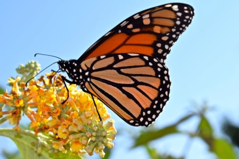 a monarch butterfly on yellow milkweed flowers