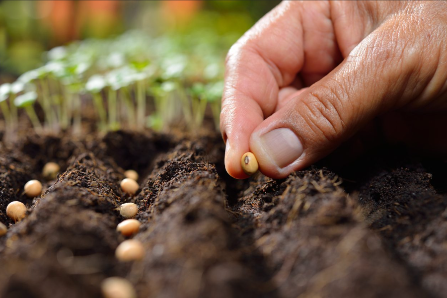 Picture of someone planting seeds in rows