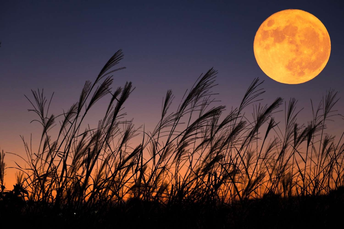 Image of orange harvest moon over wheat field at dusk